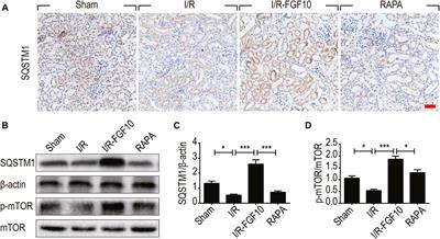 Corrigendum: FGF10 Protects Against Renal Ischemia/Reperfusion Injury by Regulating Autophagy and Inflammatory Signaling
